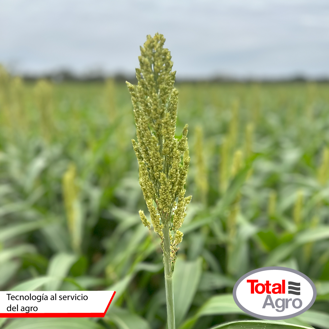 «VISITA A CAMPO ZONA NORTE»